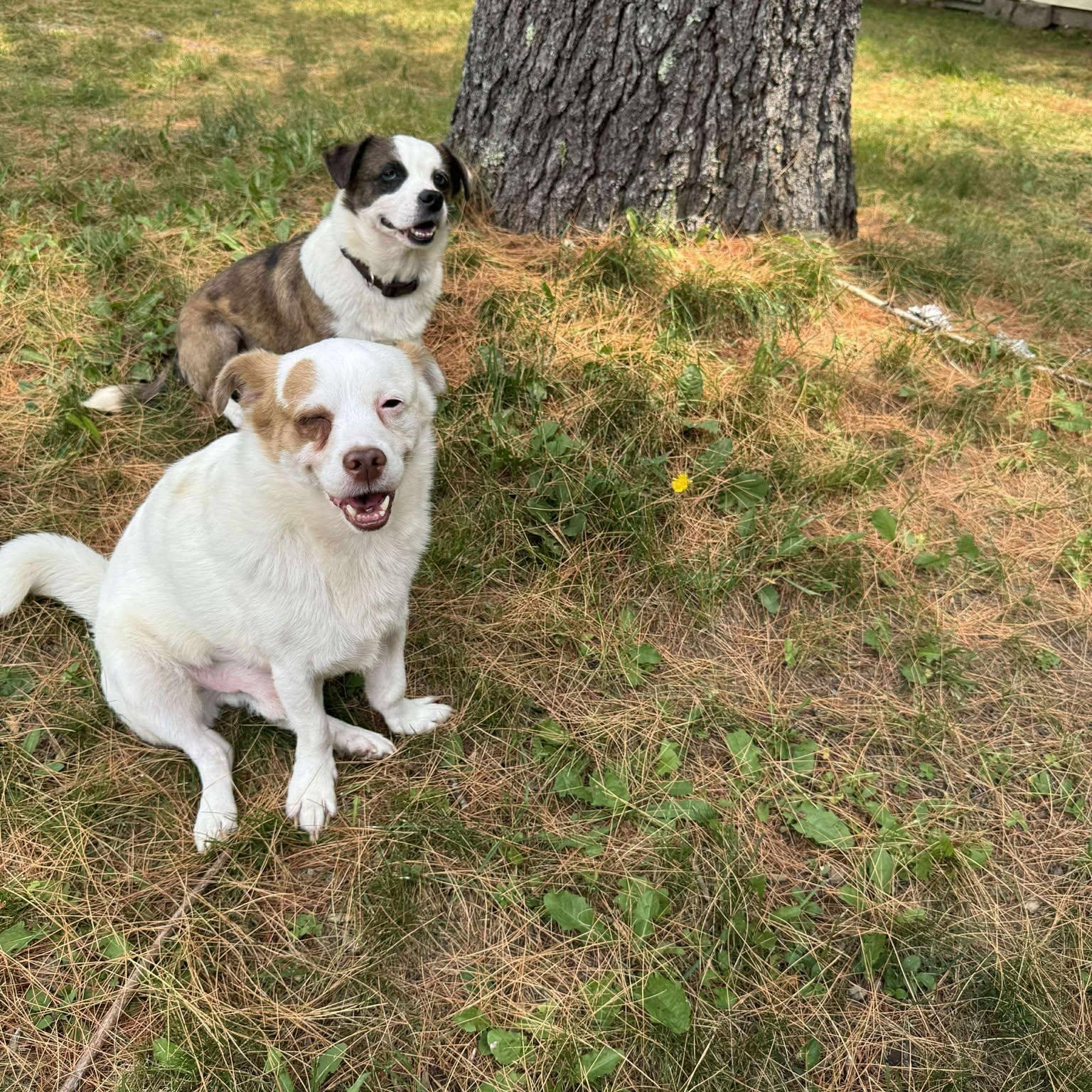 Theo, a Adoptable mixed breed in Woolwich, ME image 2/5