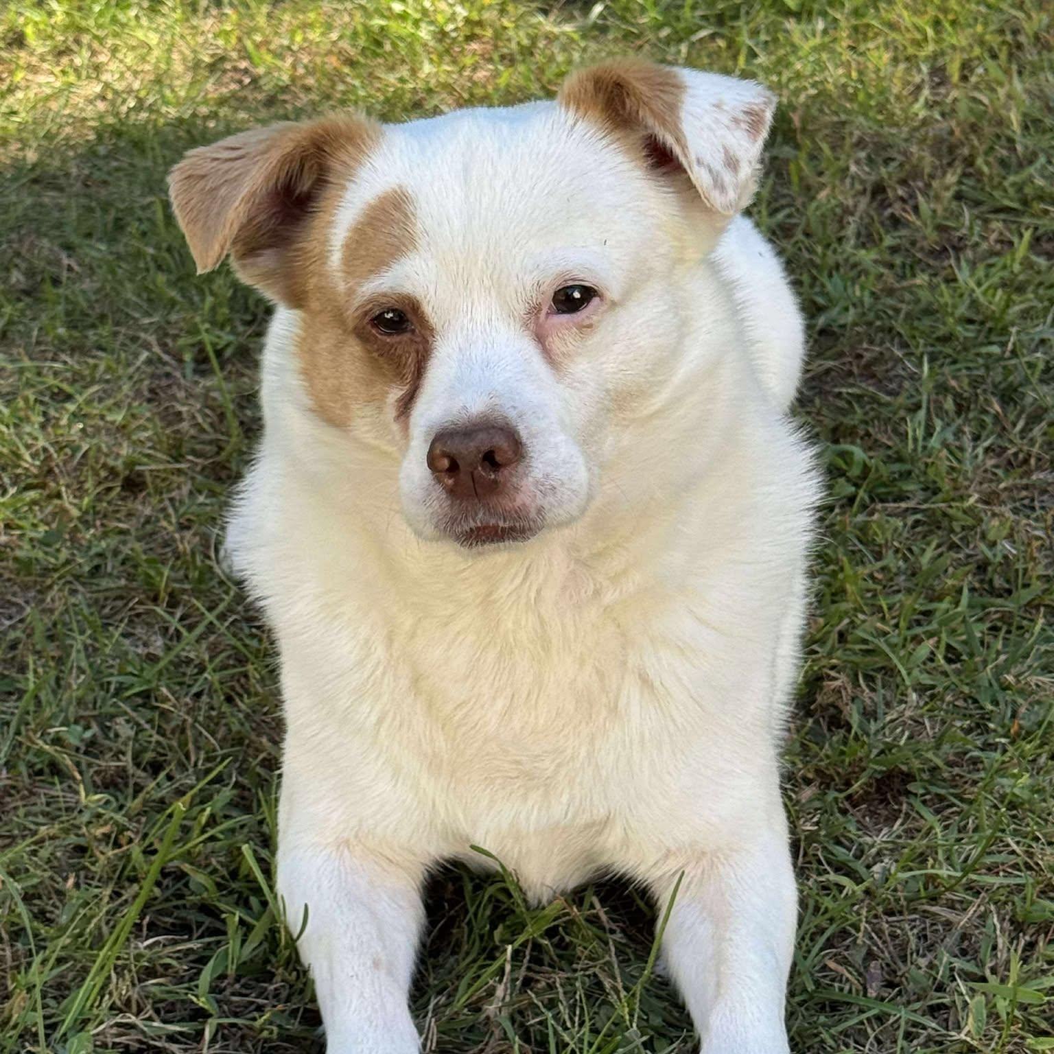 Theo, a Adoptable mixed breed in Woolwich, ME image 3/5