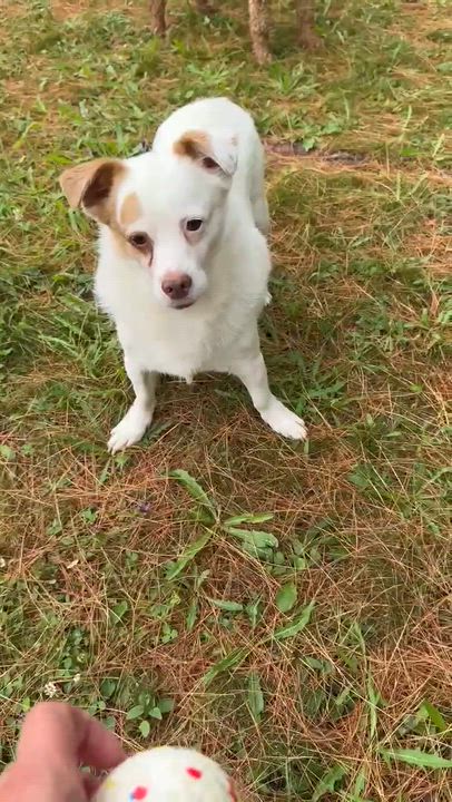 Enlarge Theo, a Adoptable mixed breed in Woolwich, ME video 4/5