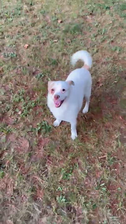 Enlarge Theo, a Adoptable mixed breed in Woolwich, ME video 5/5