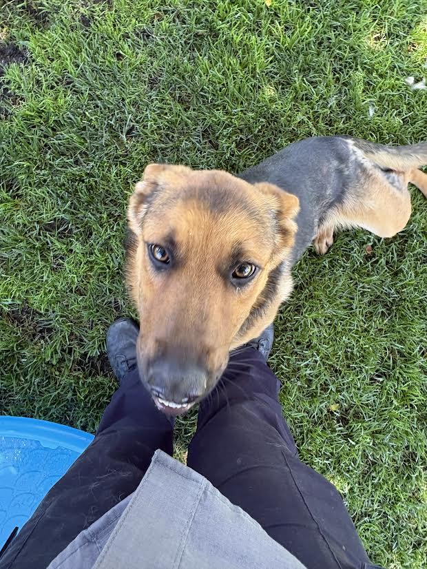 Sally, ADOPTABLE, Young Female German Shepherd Dog.