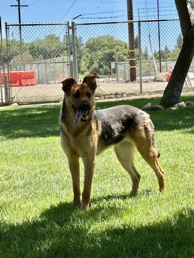 Enlarge Sally, a ADOPTABLE mixed breed in Oakdale, CA image 2/3