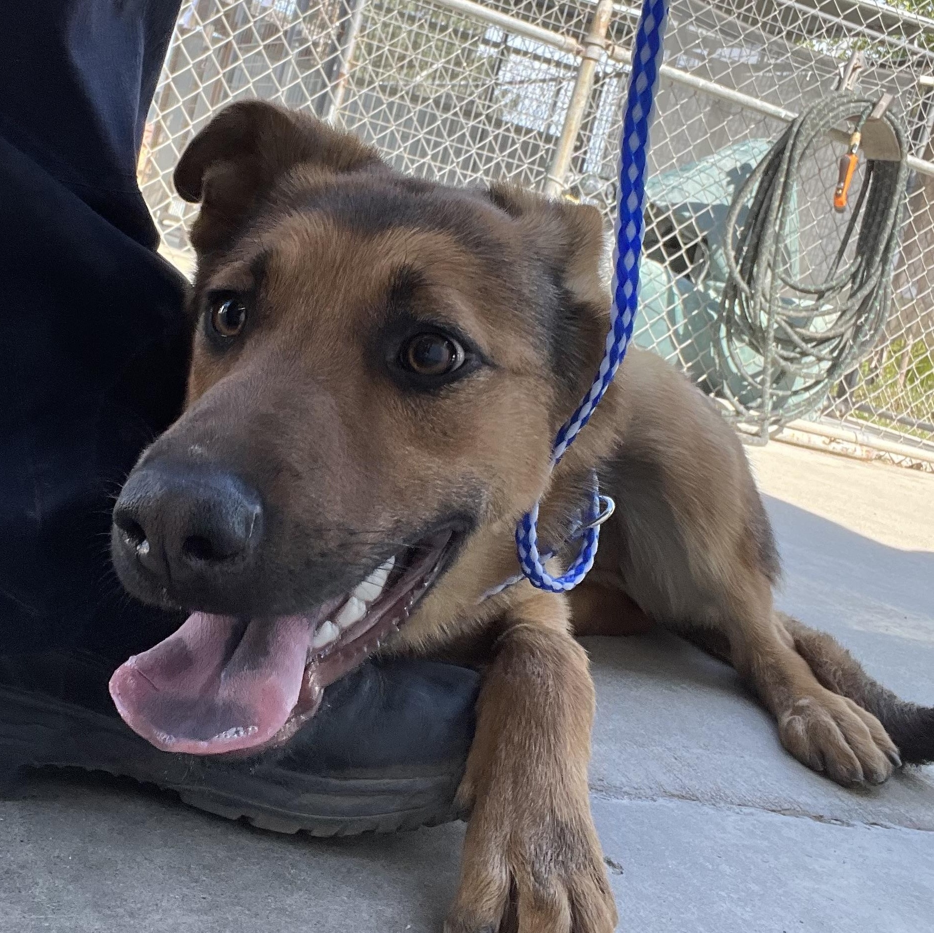 Enlarge Sally, a ADOPTABLE mixed breed in Oakdale, CA image 1/1
