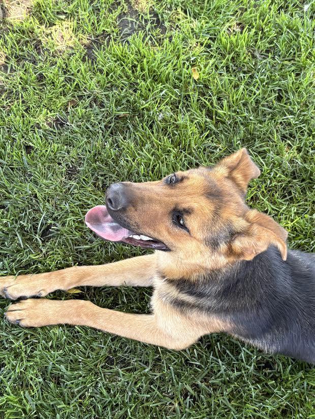 Enlarge Sally, a ADOPTABLE mixed breed in Oakdale, CA image 3/3