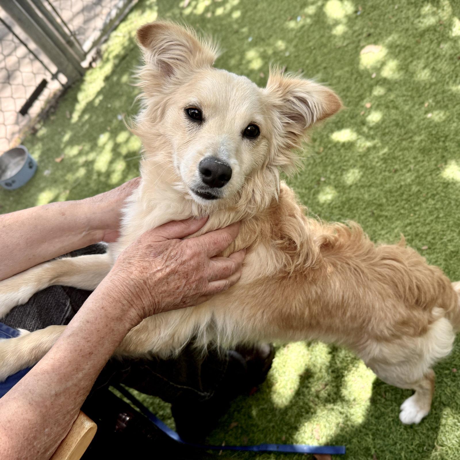 Enlarge Simmy, a Adopted Chihuahua in Oakland, CA image 1/3