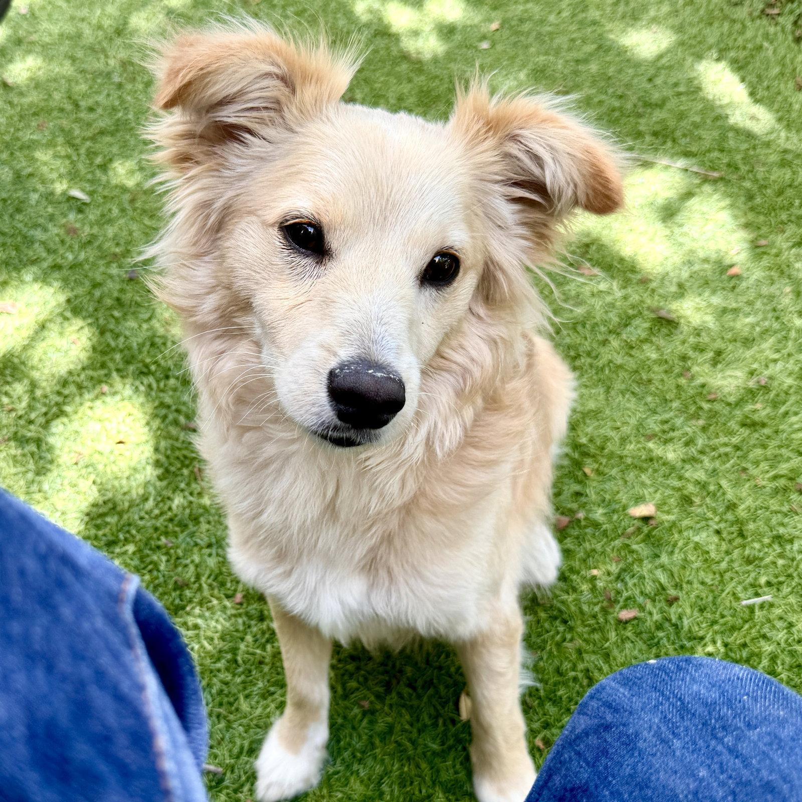 Enlarge Simmy, a Adopted Chihuahua in Oakland, CA image 2/3