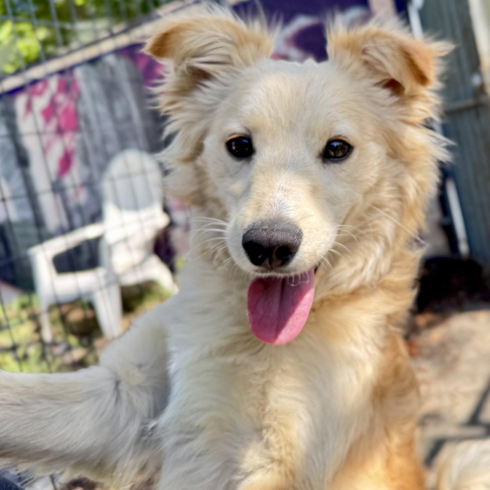 Enlarge Simmy, a Adopted Chihuahua in Oakland, CA image 3/3