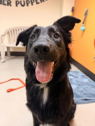 Kiwi, a ADOPTABLE mixed breed in Bellingham, WA image 1/2