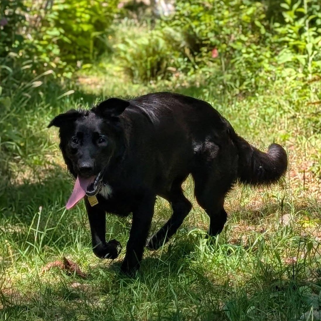 Enlarge Kiwi, a ADOPTABLE mixed breed in Bellingham, WA image 4/6