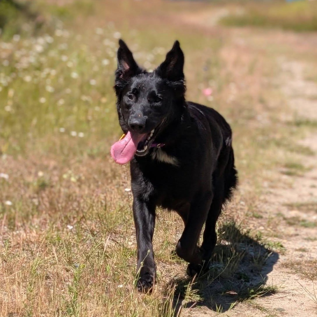 Enlarge Kiwi, a ADOPTABLE mixed breed in Bellingham, WA image 2/6