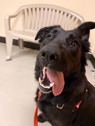 Kiwi, a ADOPTABLE mixed breed in Bellingham, WA image 2/2
