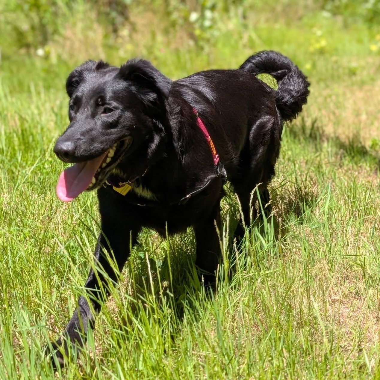 Enlarge Kiwi, a ADOPTABLE mixed breed in Bellingham, WA image 3/6