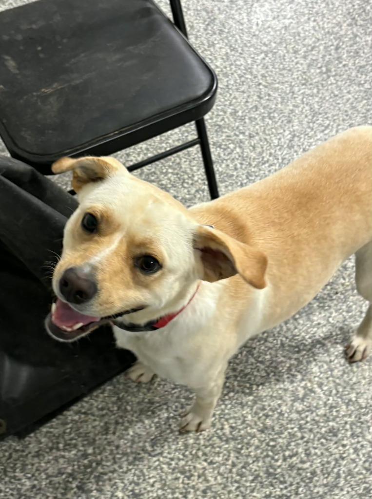 Fauna, Adoptable, Young Female Labrador Retriever.