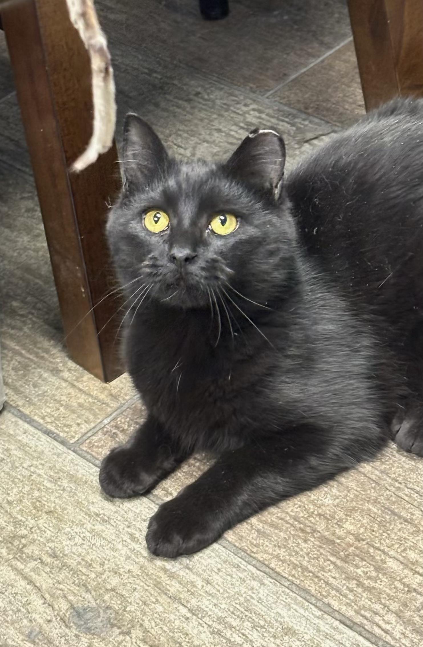 Fritz, Young Male American Shorthair