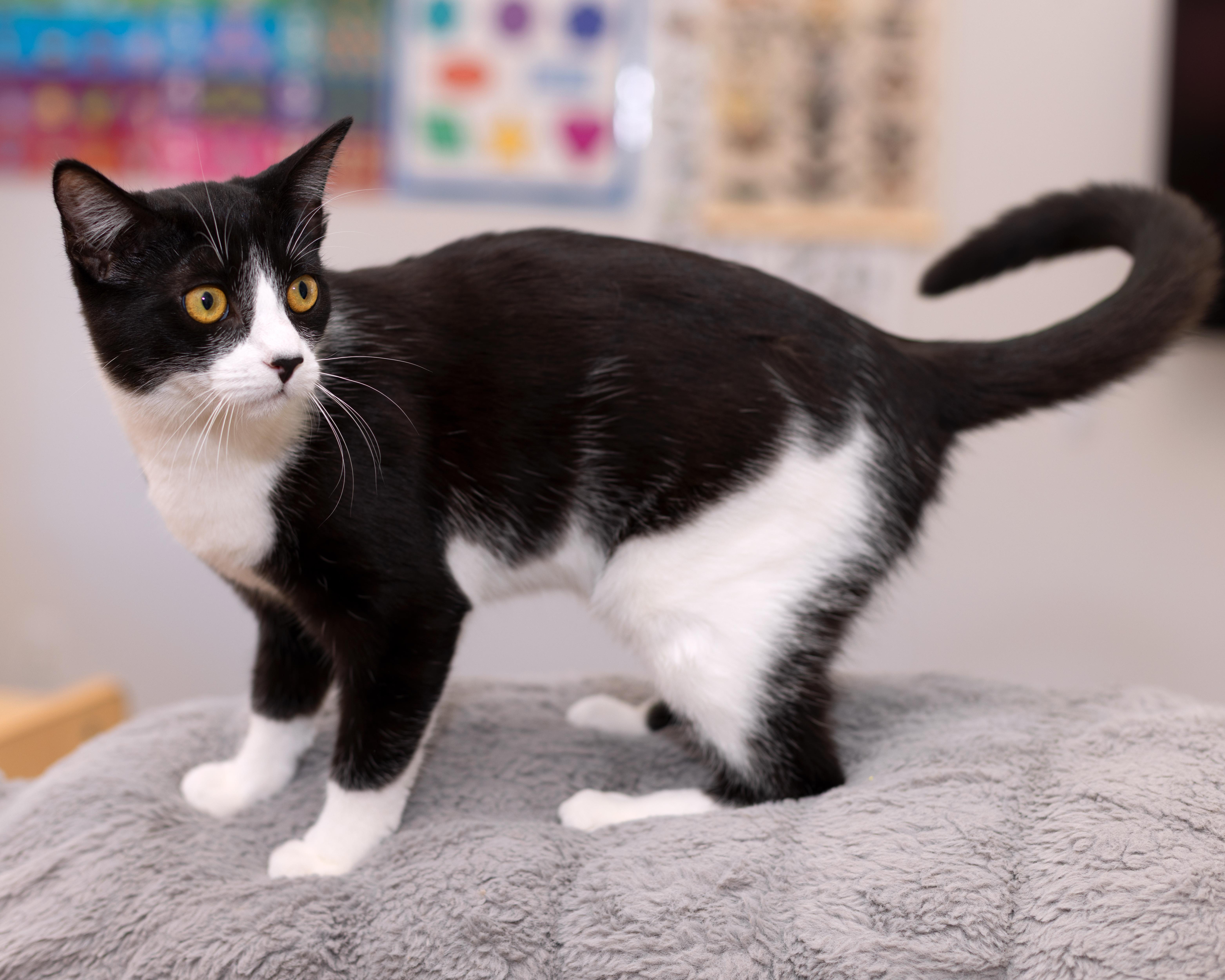 Oreo, a Adoptable Tuxedo in Salinas, CA image 2/5