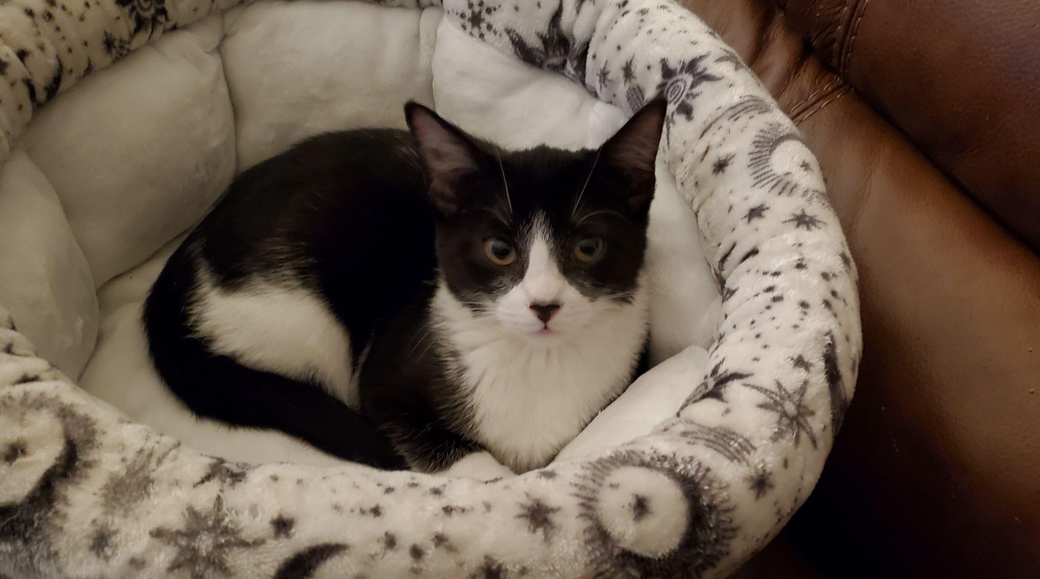 Oreo, a Adoptable Tuxedo in Salinas, CA image 5/5