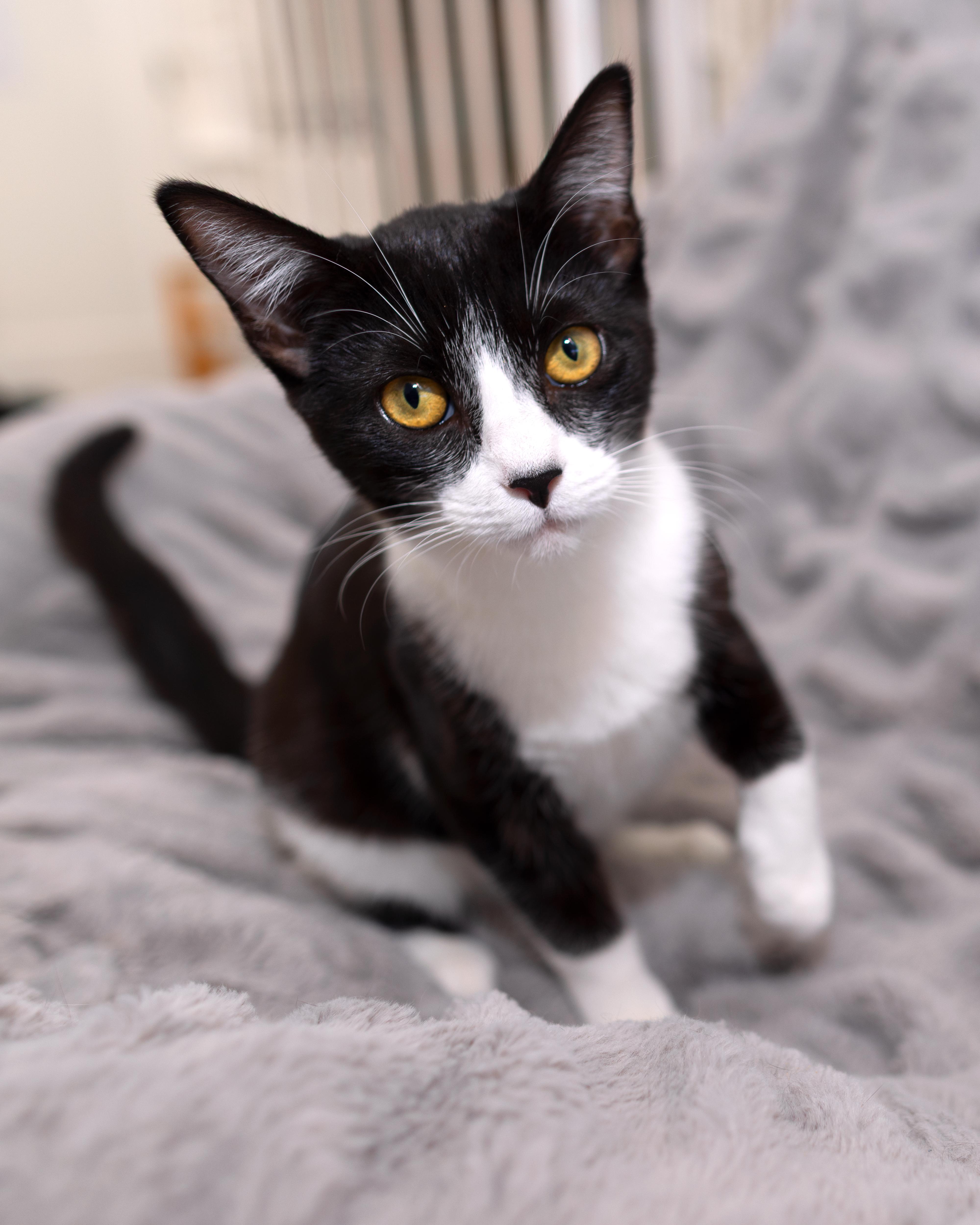 Oreo, a Adoptable Tuxedo in Salinas, CA image 4/5