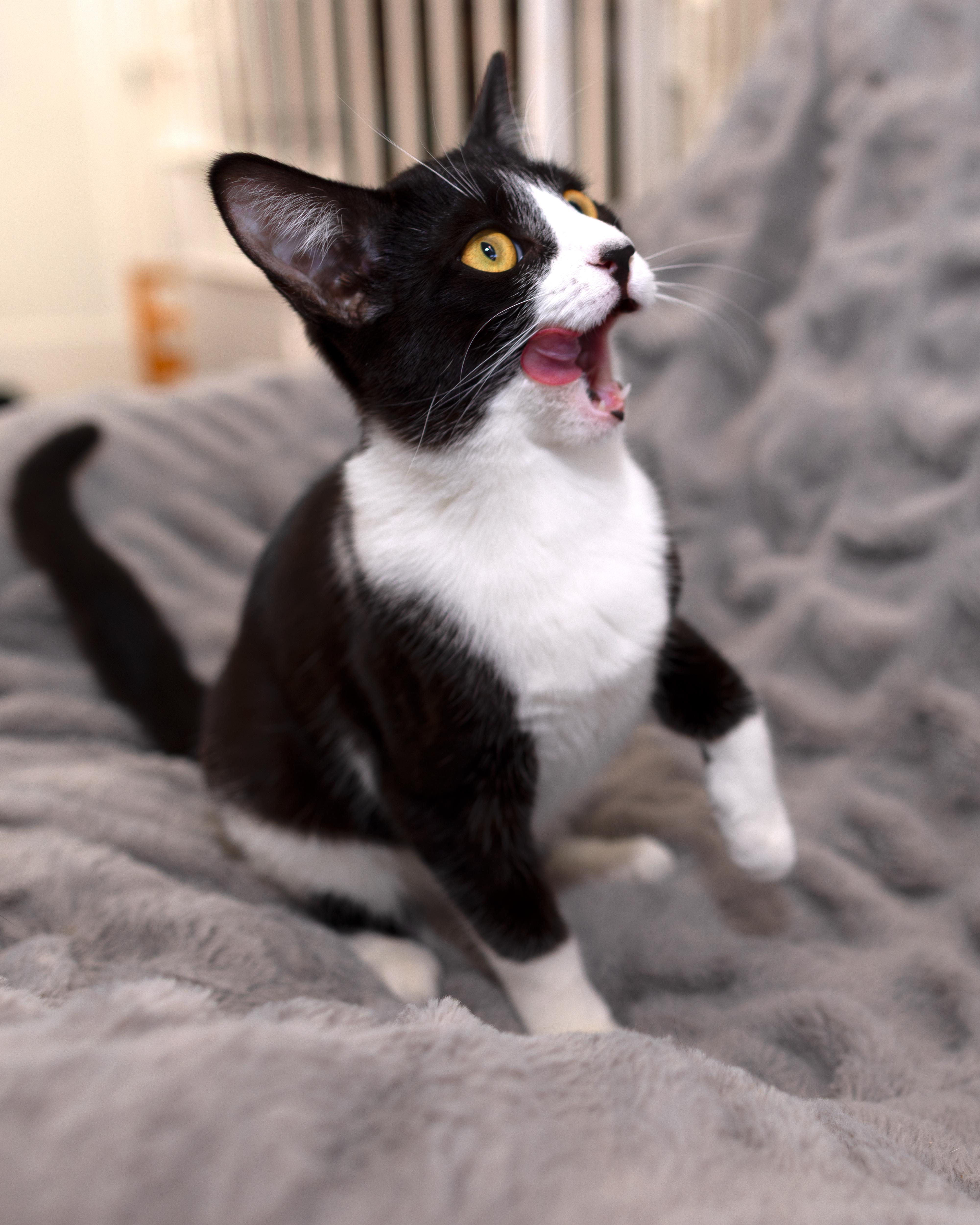 Oreo, a Adoptable Tuxedo in Salinas, CA image 3/5