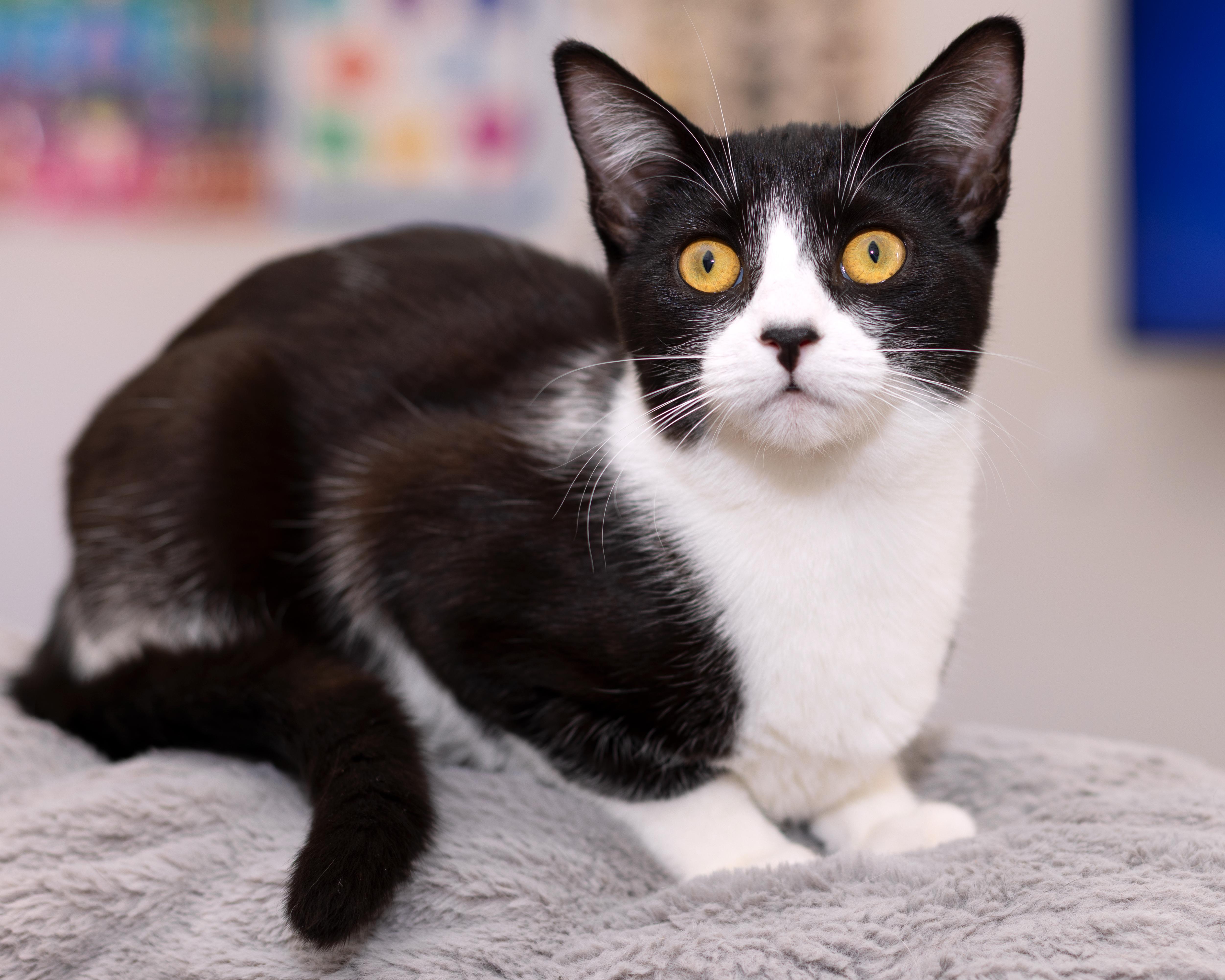 Oreo, a Adoptable Tuxedo in Salinas, CA image 1/5
