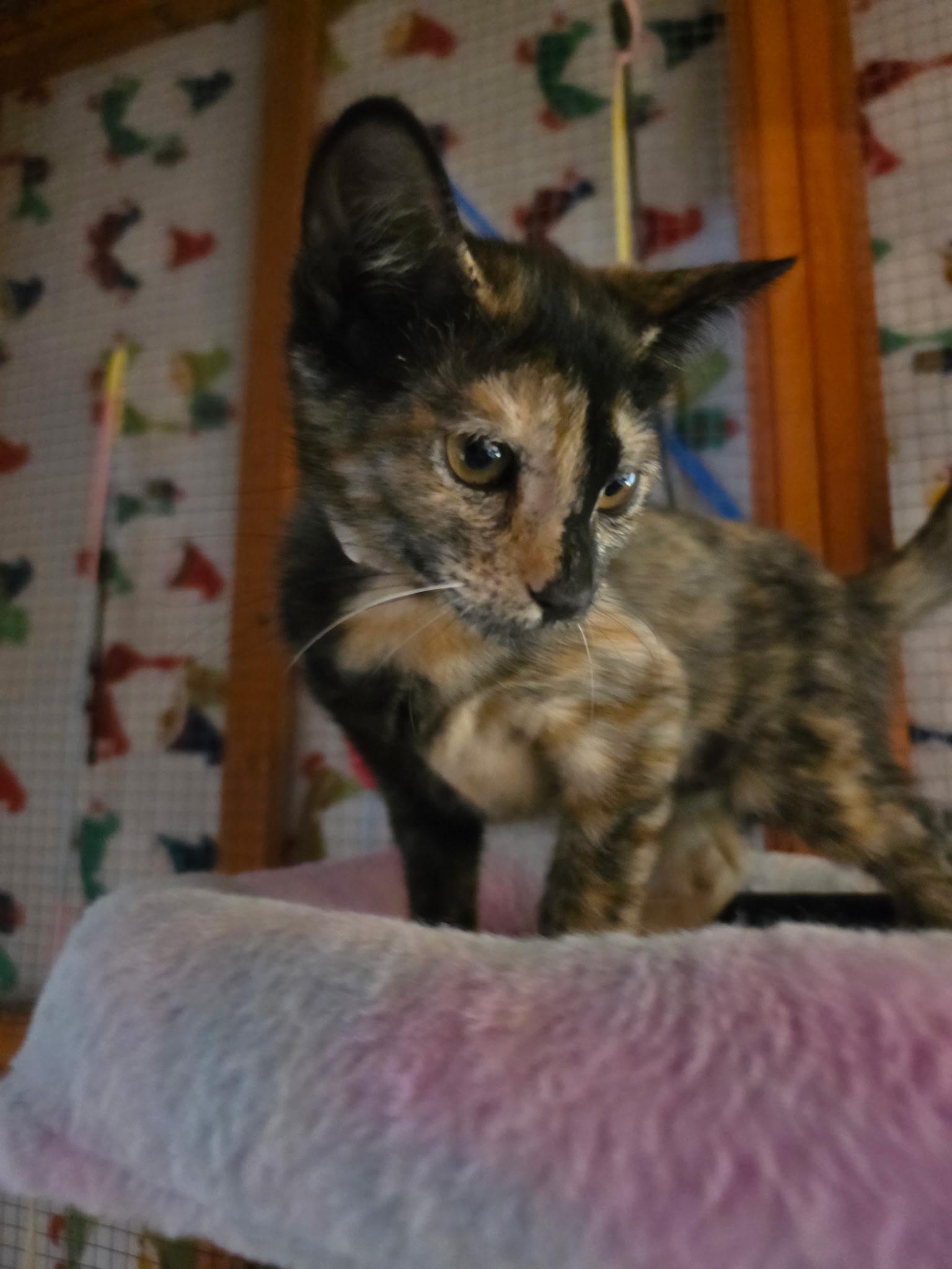 Raquel - I love to play, adoptable, Young Female Tortoiseshell.
