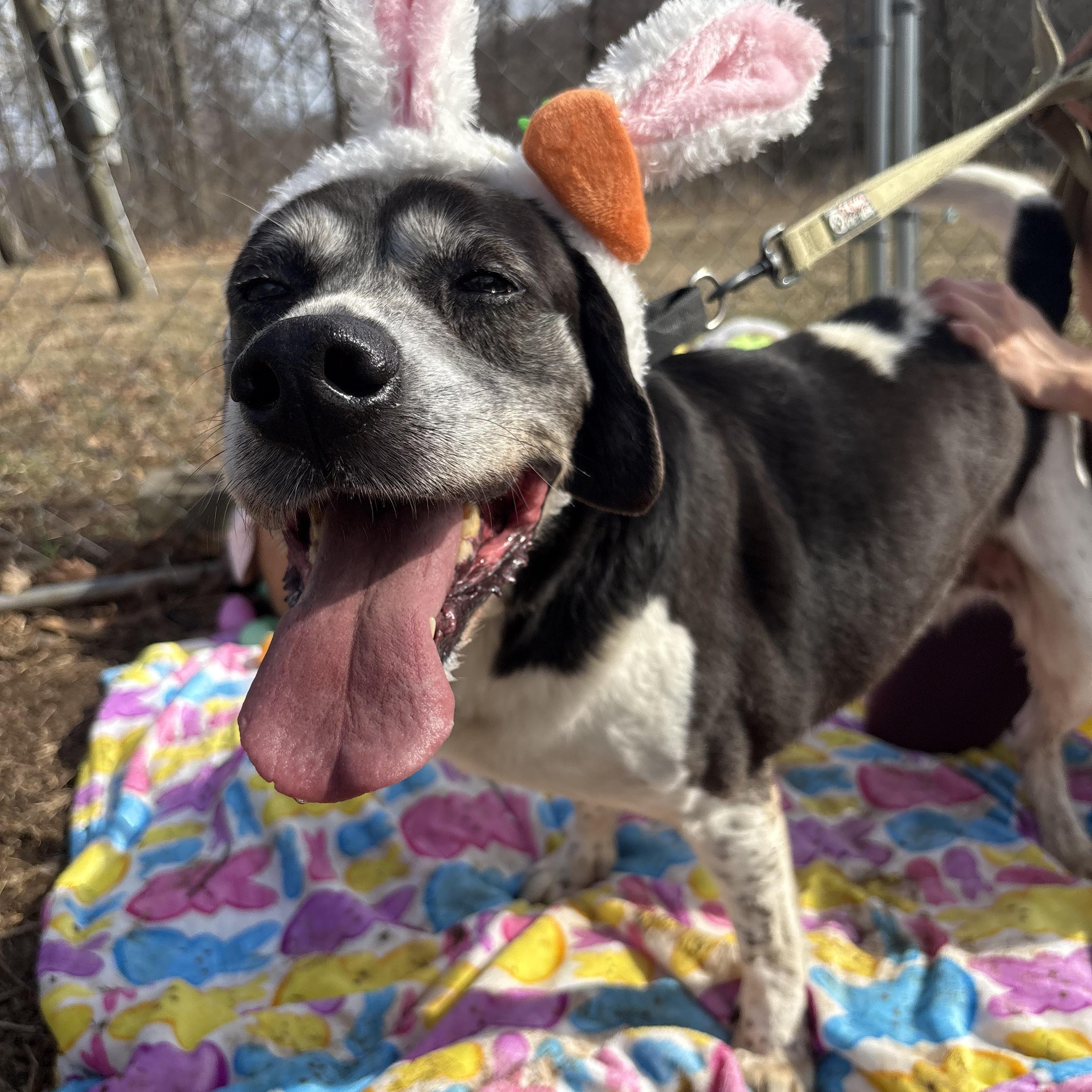 Tony, a ADOPTABLE mixed breed in Indiana, PA image 4/5