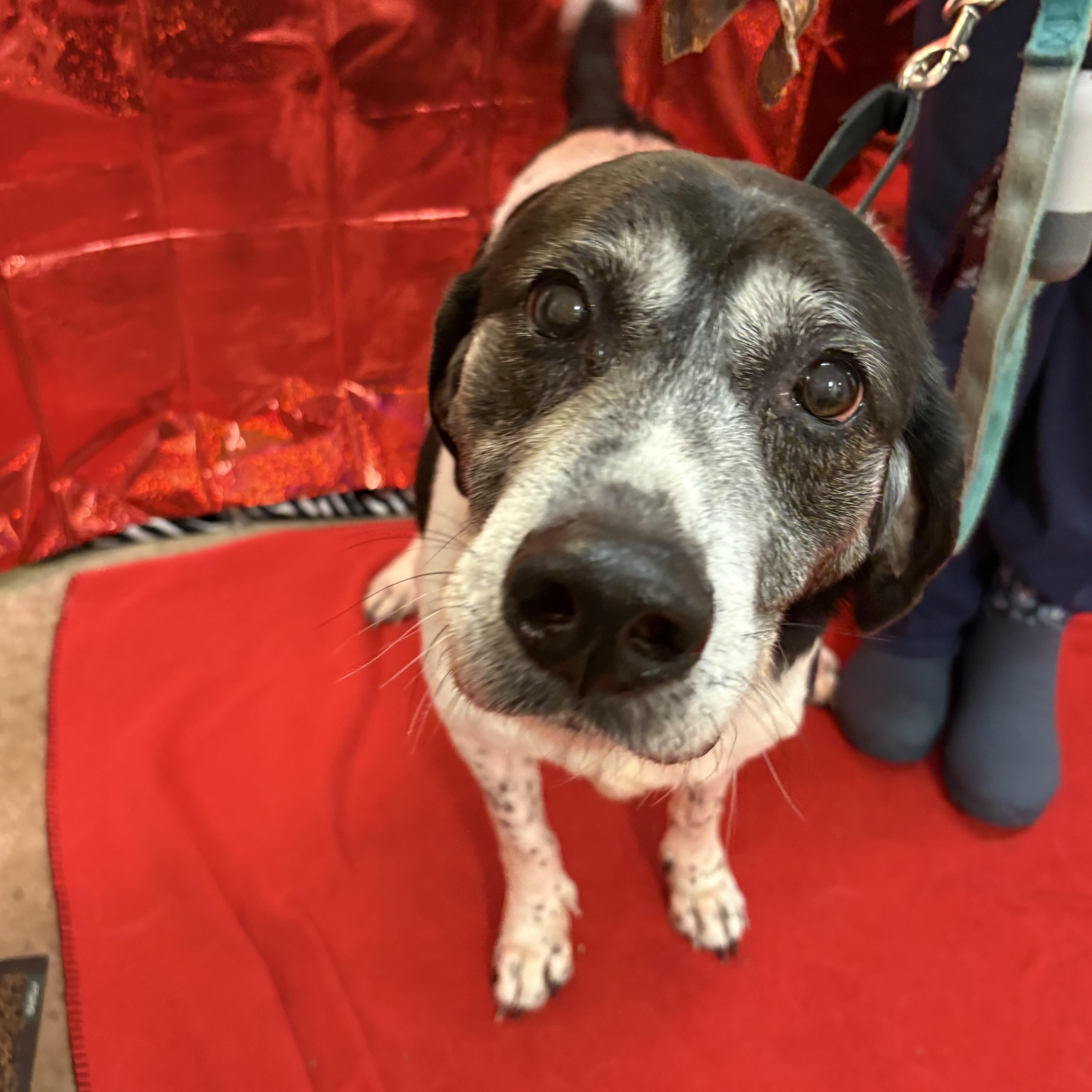 Tony, a ADOPTABLE mixed breed in Indiana, PA image 1/5
