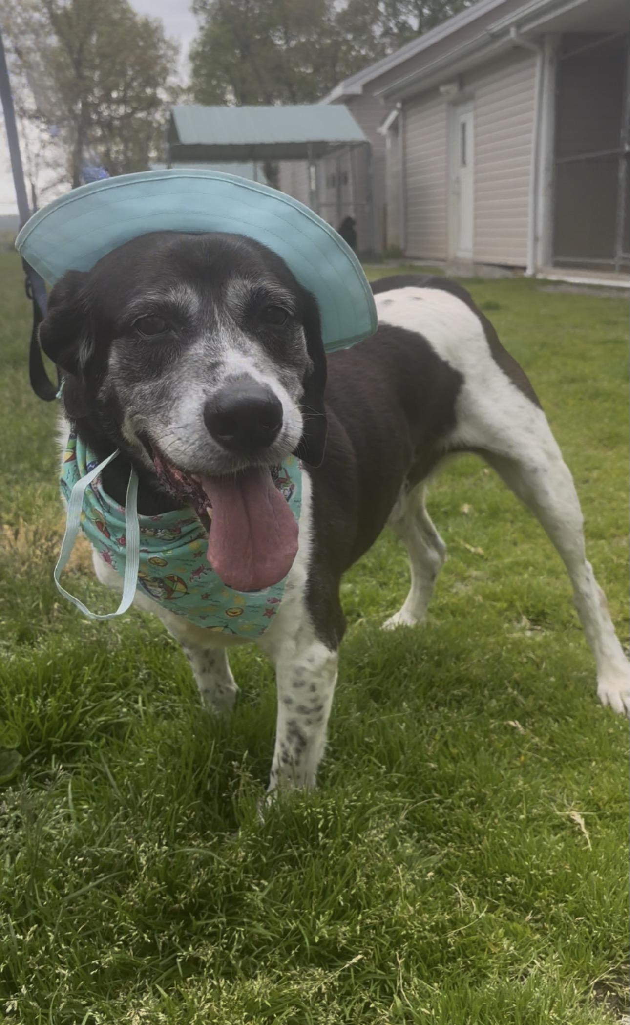 Tony, a ADOPTABLE mixed breed in Indiana, PA image 2/5