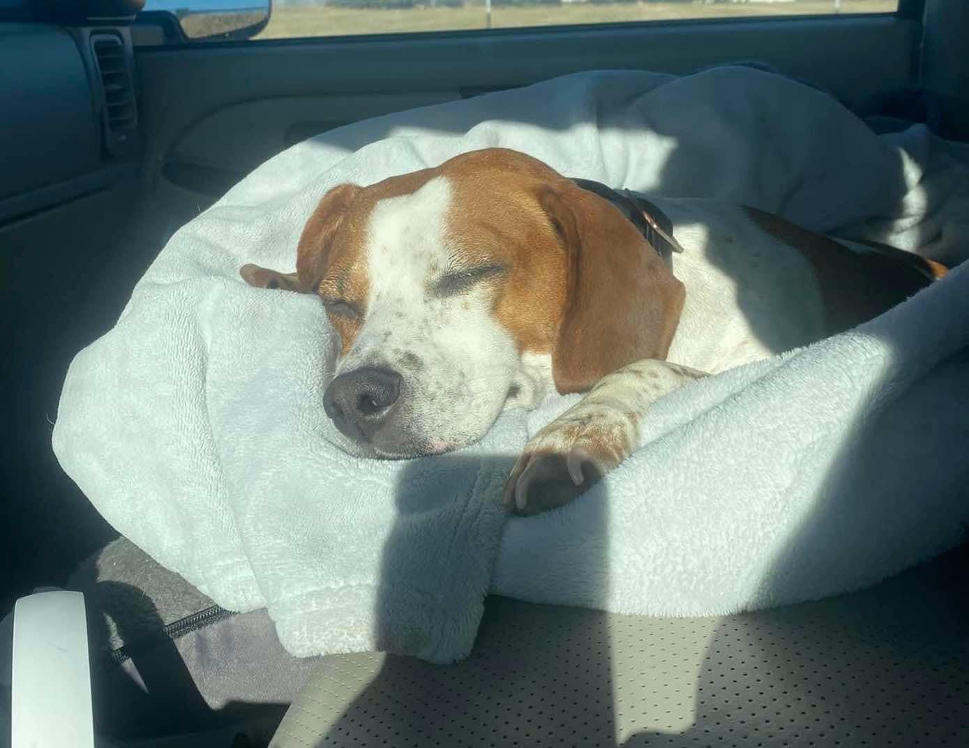 Reba, Adopted, Adult Female Beagle.
