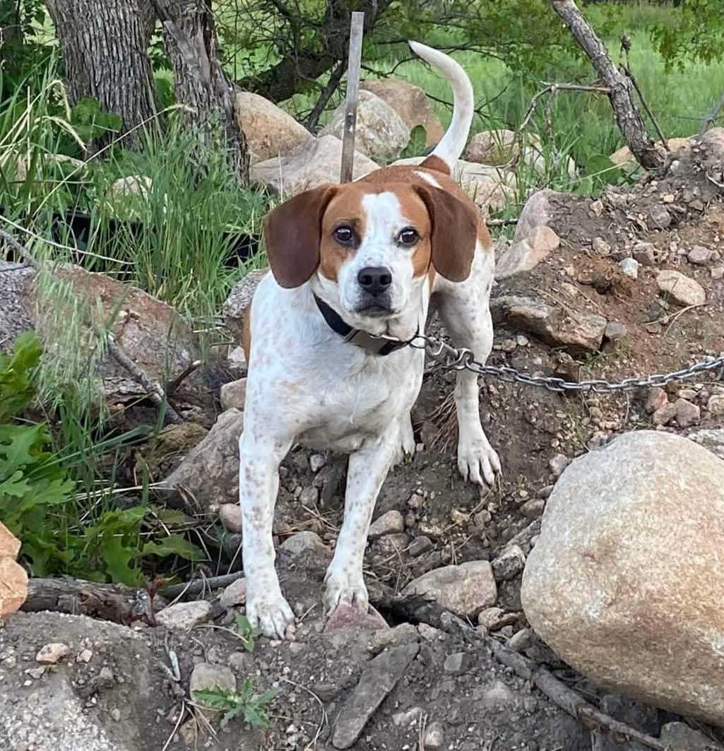 Reba, a Adopted Beagle in Ferndale, WA image 2/4