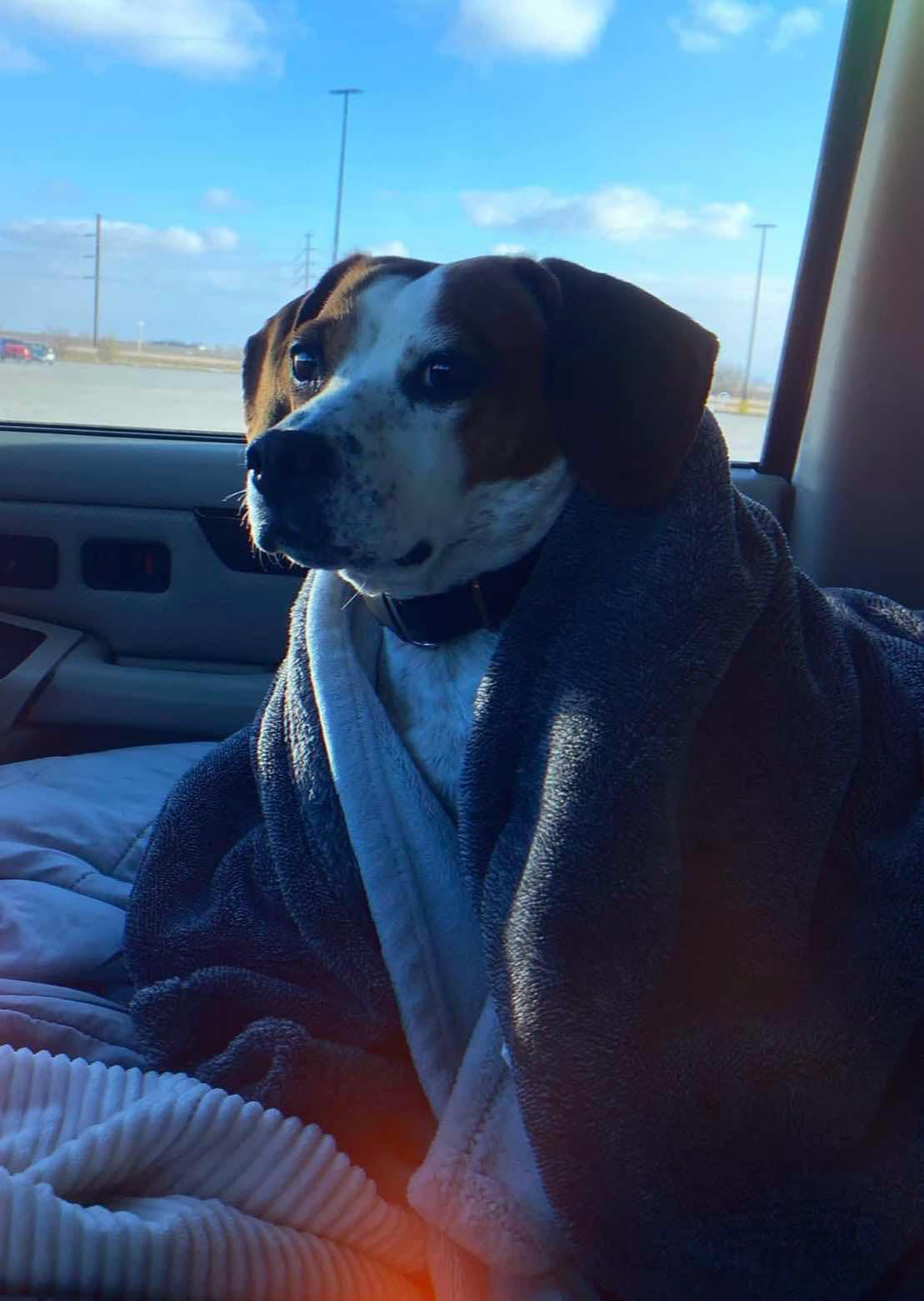 Reba, a Adopted Beagle in Ferndale, WA image 3/4