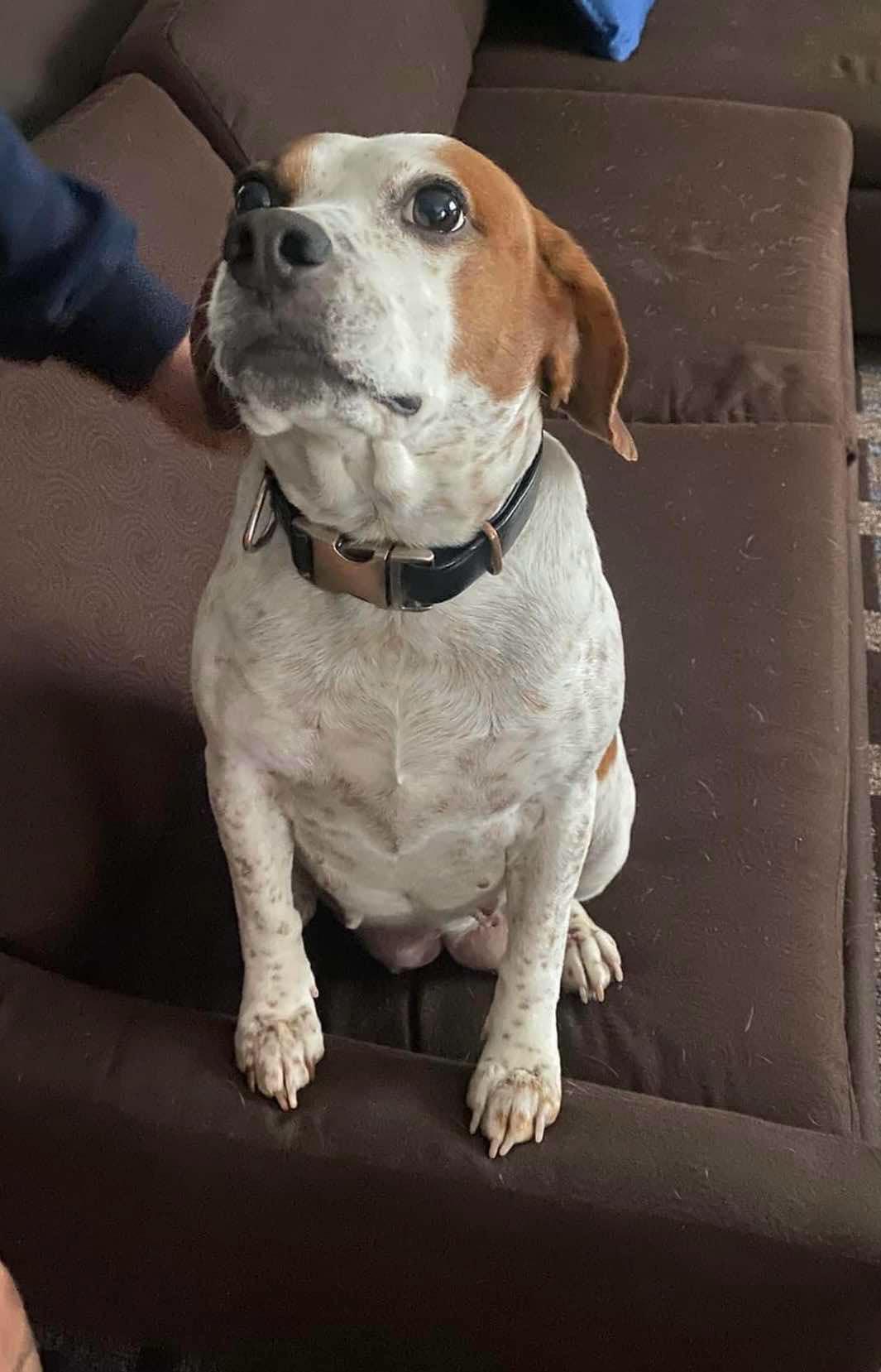 Reba, a Adopted Beagle in Ferndale, WA image 4/4
