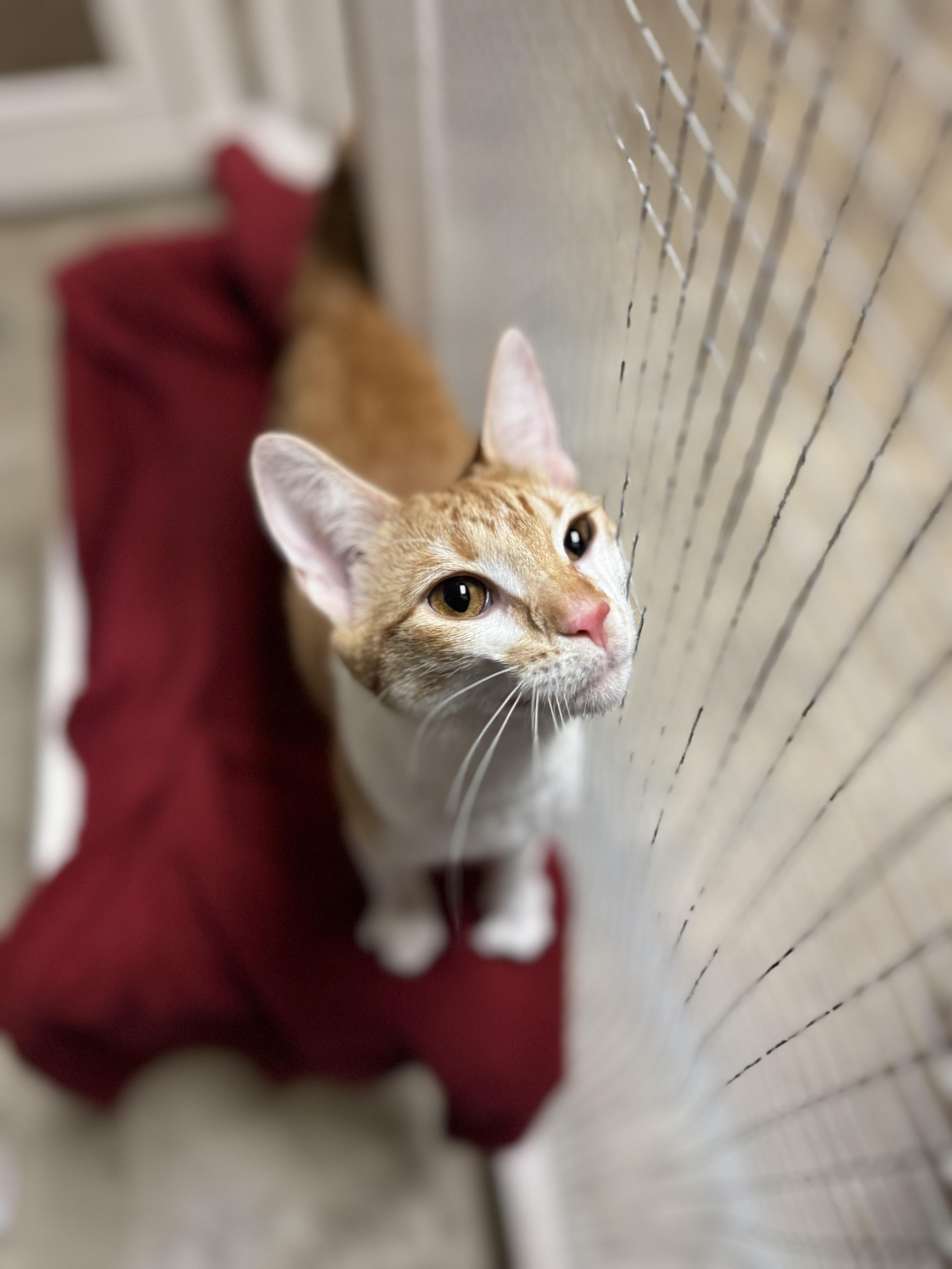 Marmalade, a ADOPTABLE Domestic Short Hair in Dodgeville, WI image 5/5