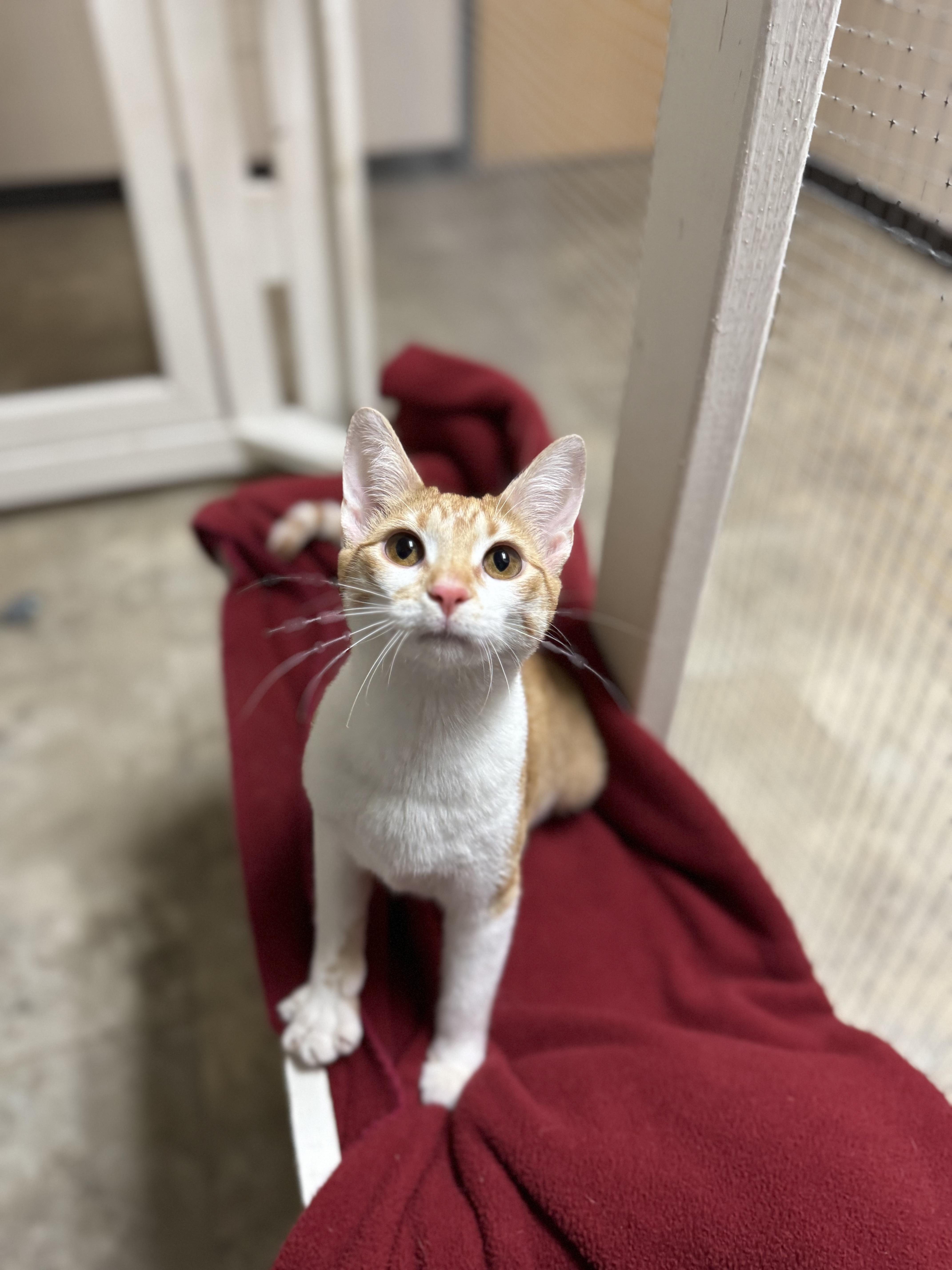 Marmalade, a ADOPTABLE Domestic Short Hair in Dodgeville, WI image 1/5