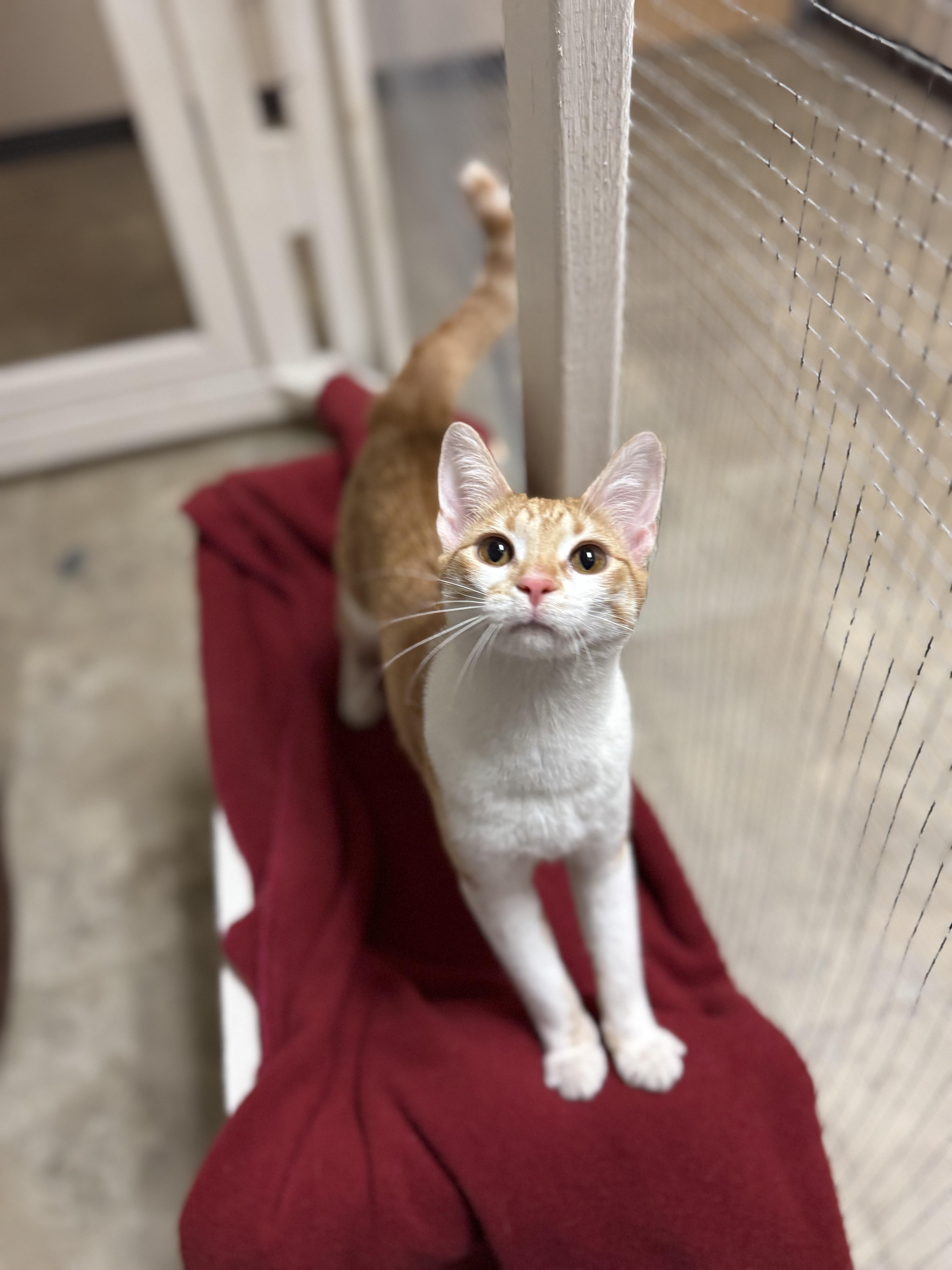 Marmalade, a ADOPTABLE Domestic Short Hair in Dodgeville, WI image 2/5