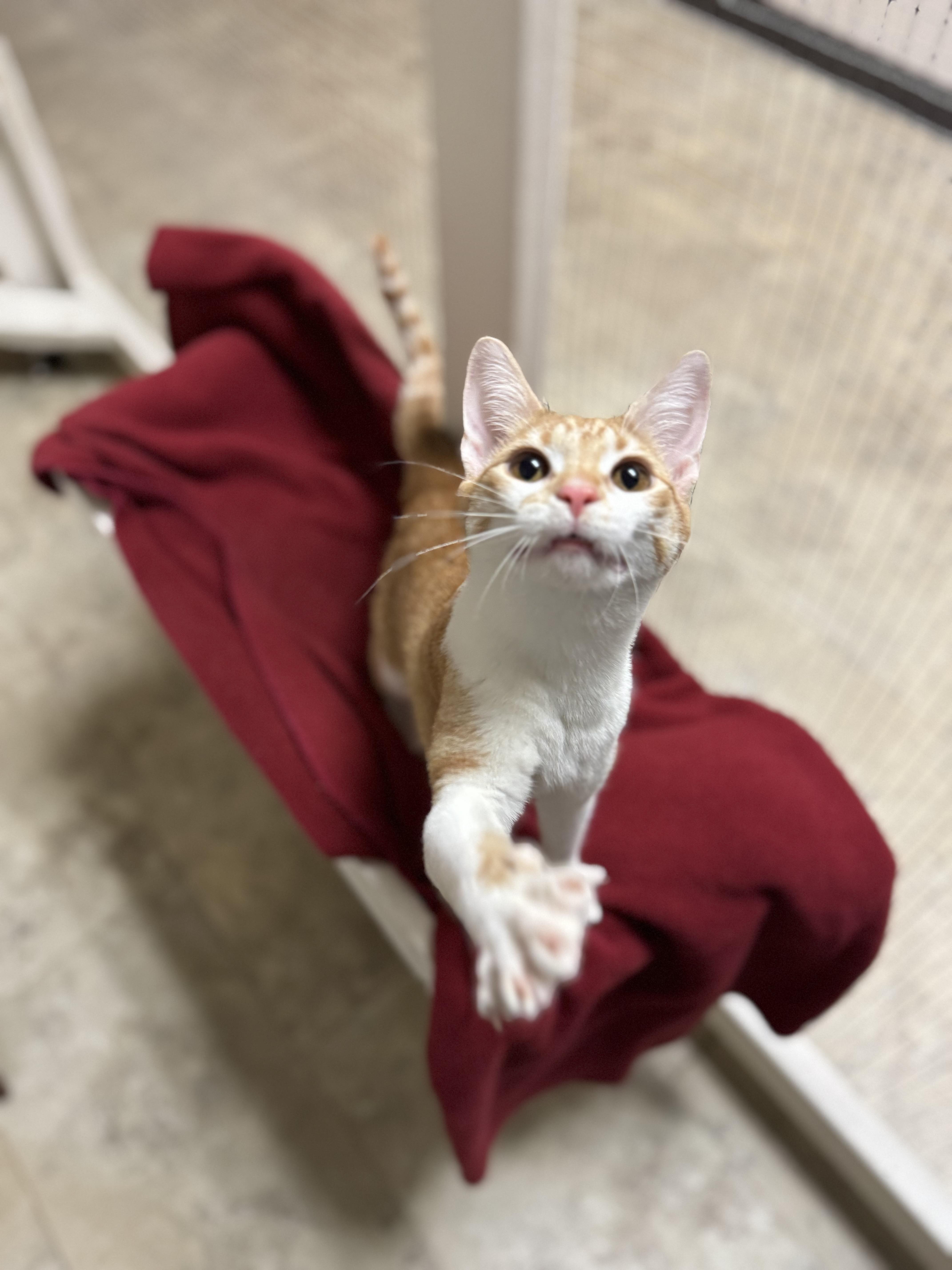 Marmalade, a ADOPTABLE Domestic Short Hair in Dodgeville, WI image 4/5