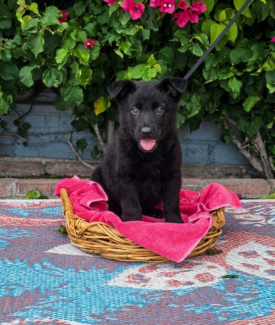 Enlarge Cherry, an adopted German Shepherd Dog in Los Angeles, CA image 1/1