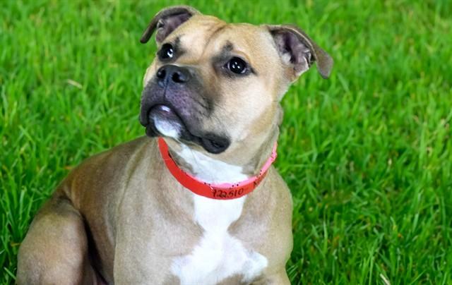 MOCHA, Adoptable, Young Female American Staffordshire Terrier.