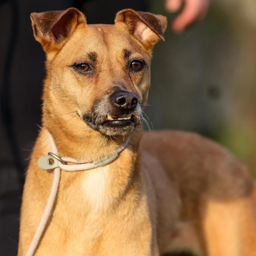 Enlarge Angel, an adoptable mixed breed in Philadelphia, PA image 5/6