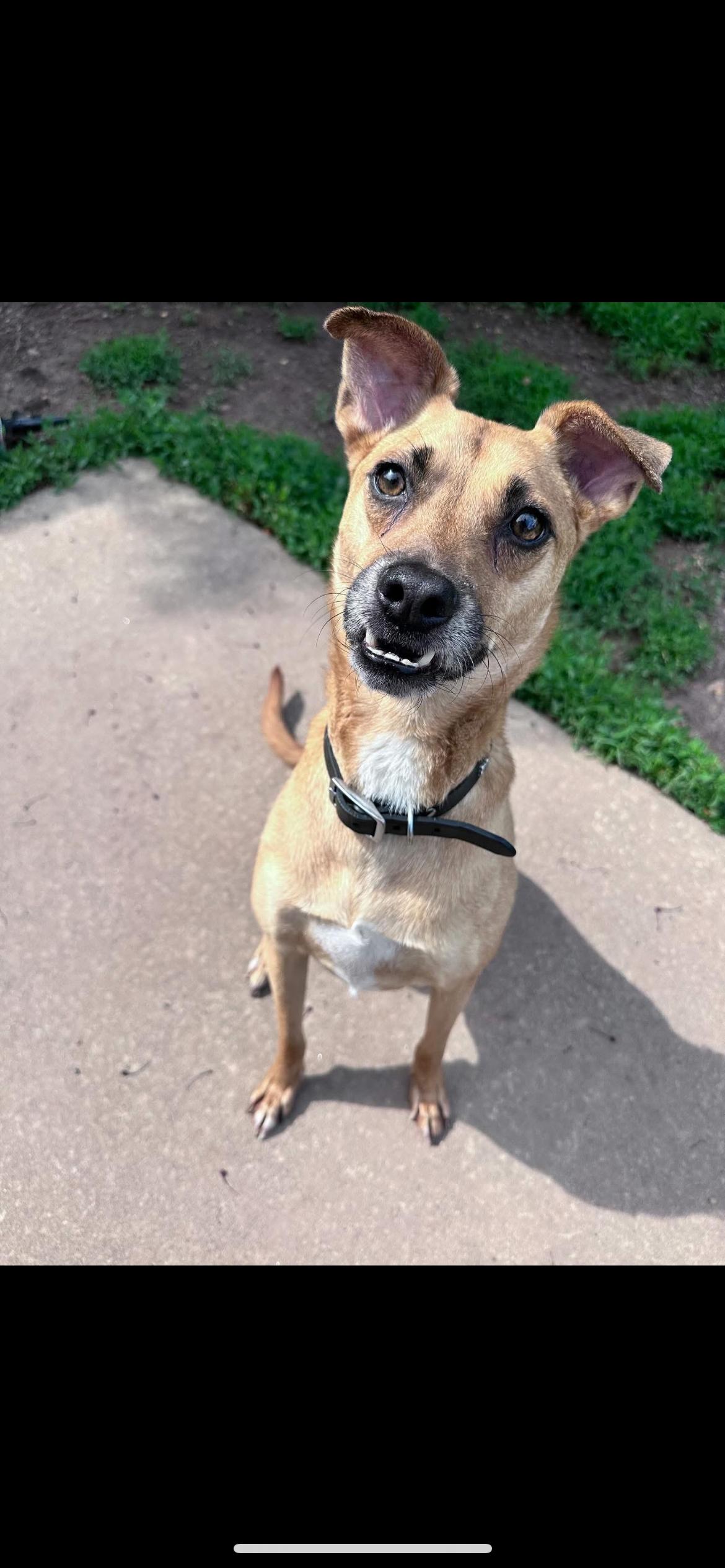 Angel, Adoptable, Adult Female Terrier.