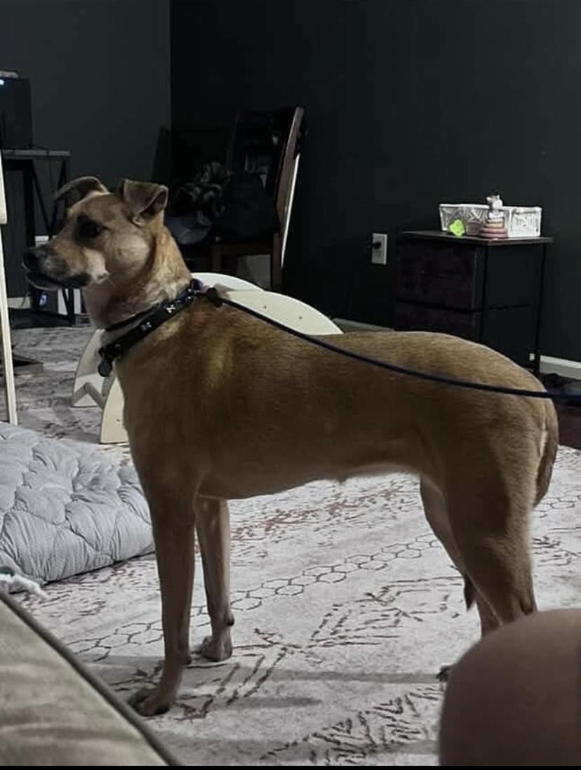 Enlarge Angel, a Adoptable mixed breed in Philadelphia, PA image 2/4