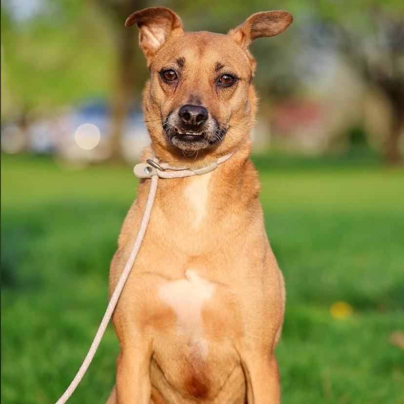Enlarge Angel, an adoptable mixed breed in Philadelphia, PA image 4/6