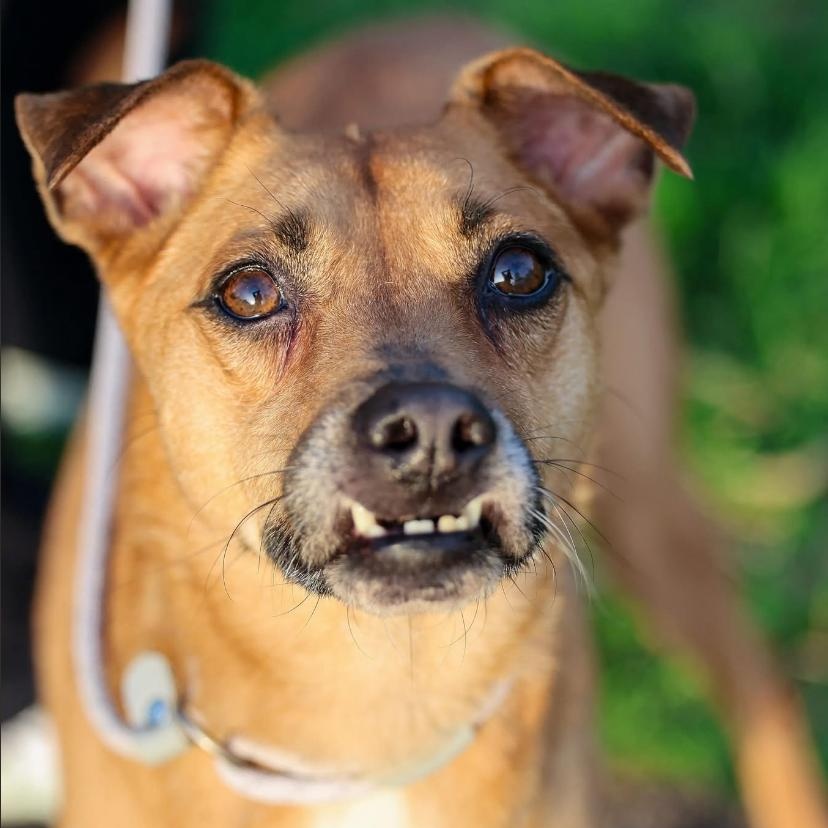 Enlarge Angel, an adoptable mixed breed in Philadelphia, PA image 3/6