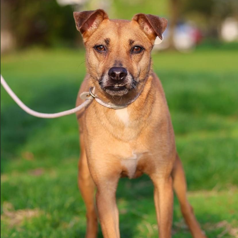 Enlarge Angel, an adoptable mixed breed in Philadelphia, PA image 2/6