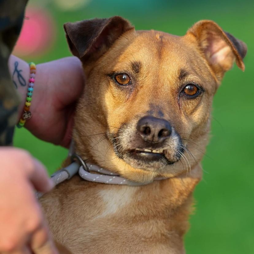 Angel, adoptable, Adult Female Terrier.