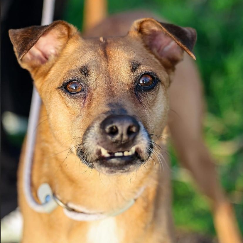 Enlarge Angel, an adoptable mixed breed in Philadelphia, PA image 6/6