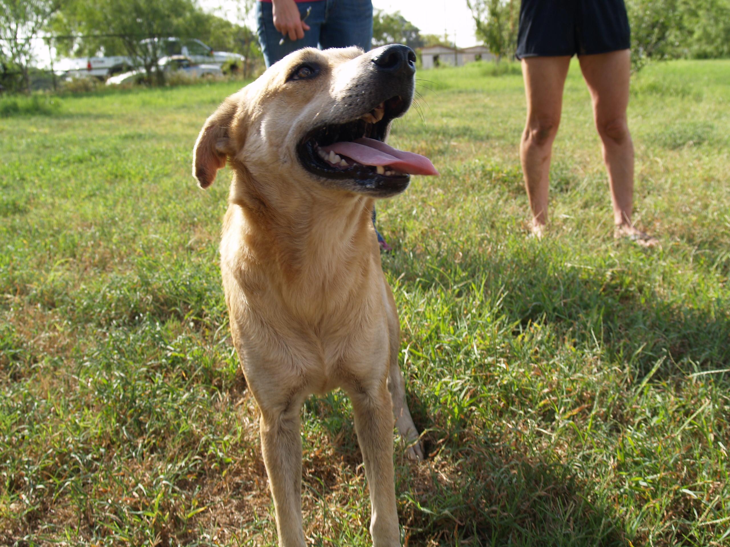 Sara, a Adoptable mixed breed in Bigfoot, TX image 1/6