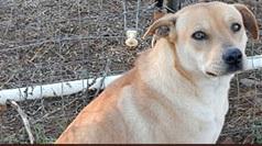 Sara, a Adoptable mixed breed in Bigfoot, TX image 2/6