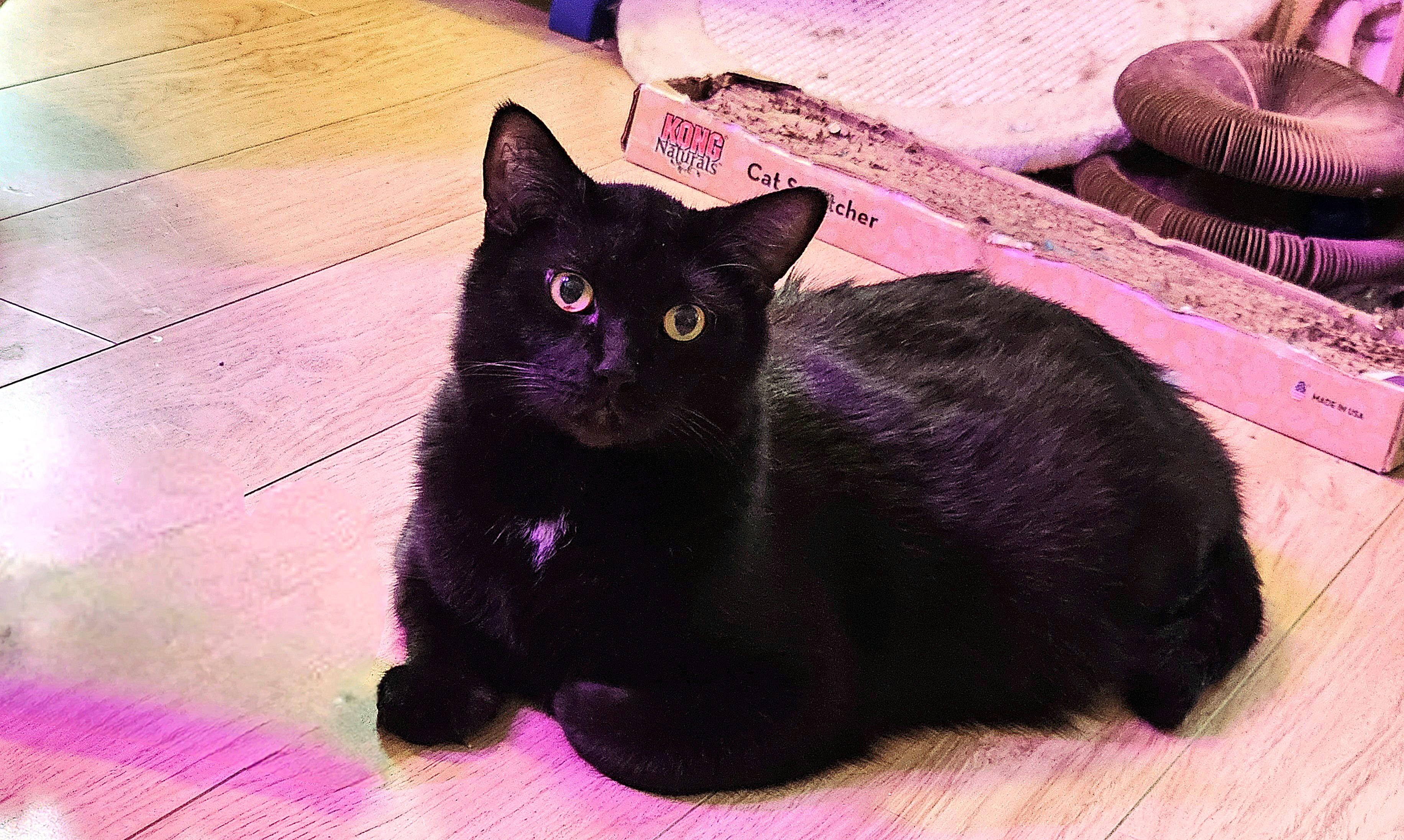 Enlarge Skidder, a ADOPTABLE Domestic Short Hair in Nanaimo, BC image 3/6