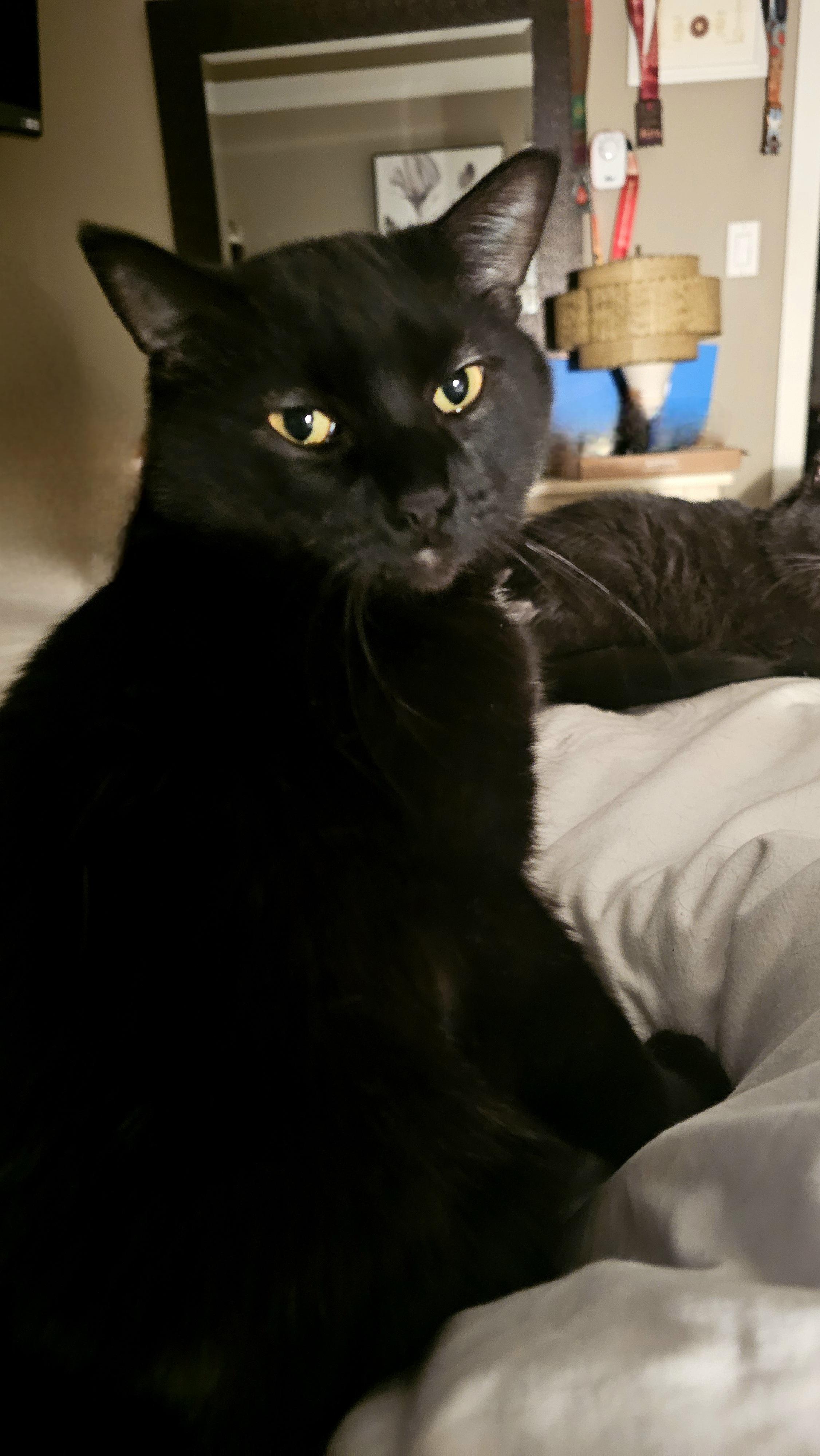Enlarge Skidder, a ADOPTABLE Domestic Short Hair in Nanaimo, BC image 2/6