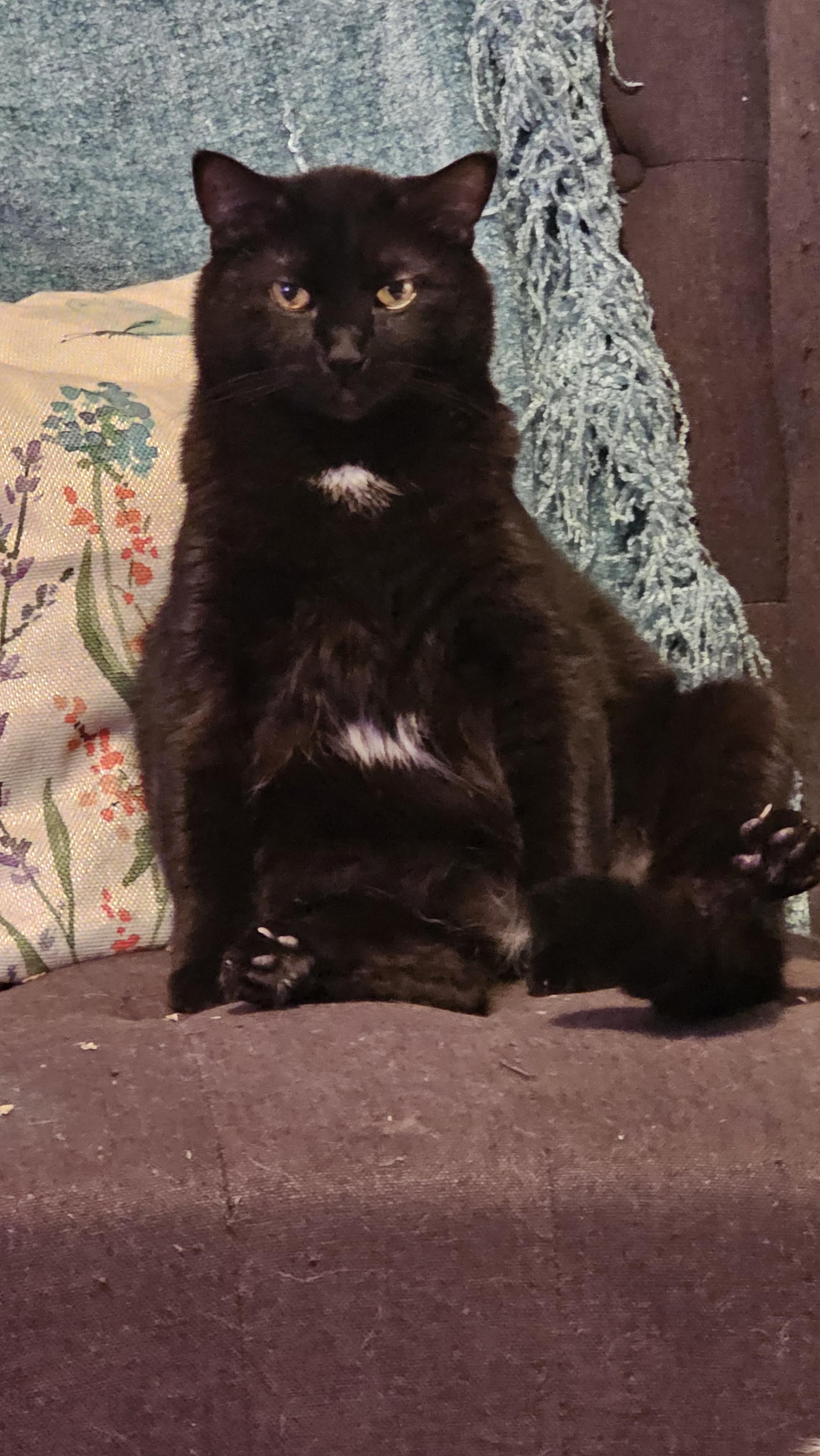 Enlarge Skidder, a ADOPTABLE Domestic Short Hair in Nanaimo, BC image 4/6